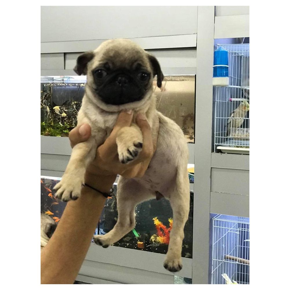 Chiot Carlin Adopter un chien Adopter un animal